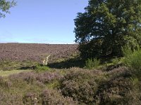 NL, Gelderland, Rheden, Rhedensche Heide 2, Saxifraga-Jan van der Straaten