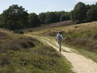 NL, Gelderland, Rheden, Rhedensche Heide 23, Saxifraga-Jan van der Straaten