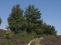 NL, Gelderland, Rheden, Rhedensche Heide 4, Saxifraga-Jan van der Straaten