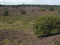 NL, Gelderland, Rheden, Rhedensche Heide 7, Saxifraga-Jan van der Straaten