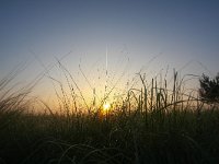 NL, Gelderland, Rheden, Rhedense Heide 26, Saxifraga-Bart Vastenhouw