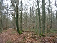 NL, Gelderland, Rheden, Schaddevelden 1, Saxifraga-Henk Sierdsema