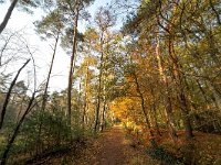 NL, Gelderland, Rheden, Veluwe 1, Saxifraga-Bart Vastenhouw