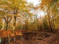 NL, Gelderland, Rheden, Veluwe 3, Saxifraga-Bart Vastenhouw