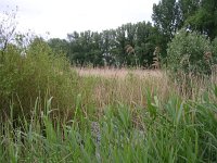 NL, Gelderland, Rijnwaarden, Rijnstrangen 3, Saxifraga-Henk Sierdsema