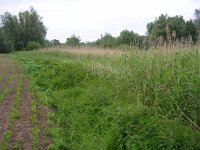 NL, Gelderland, Rijnwaarden, Rijnstrangen 4, Saxifraga-Henk Sierdsema