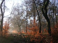 NL, Gelderland, Rozendaal, Imbosch 10, Saxifraga-Henk Sierdsema