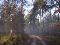 NL, Gelderland, Rozendaal, Imbosch 15, Saxifraga-Henk Sierdsema