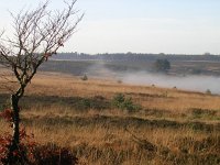 NL, Gelderland, Rozendaal, Imbosch 17, Saxifraga-Henk Sierdsema