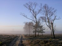 NL, Gelderland, Rozendaal, Imbosch 7, Saxifraga-Henk Sierdsema