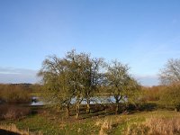 NL, Gelderland, Voorst 2, Saxifraga-Bart Vastenhouw