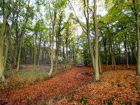 NL, Gelderland, Voorst, Landgoed De Poll 1, Saxifraga-Bart Vastenhouw