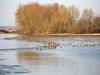 NL, Gelderland, Voorst, Rammelwaard 7, Saxifraga-Bart Vastenhouw