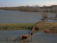 NL, Gelderland, West Betuwe, Heesselt 2, Saxifraga-Jan van der Straaten