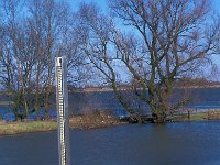 NL, Gelderland, West Betuwe, Varik 10, Saxifraga-Jan van der Straaten