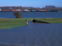 NL, Gelderland, West Betuwe, Varik 11, Saxifraga-Jan van der Straaten