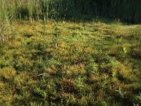 NL, Gelderland, Wijchen, Wijchensche Vennen 103, Saxifraga-Hans Boll