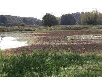 NL, Gelderland, Wijchen, Wijchensche Vennen 11, Saxifraga-Hans Boll