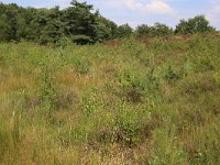 NL, Gelderland, Wijchen, Wijchensche Vennen 126, Saxifraga-Hans Boll