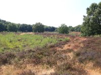 NL, Gelderland, Wijchen, Wijchensche Vennen 129, Saxifraga-Hans Boll