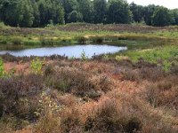 NL, Gelderland, Wijchen, Wijchensche Vennen 130, Saxifraga-Hans Boll