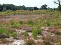 NL, Gelderland, Wijchen, Wijchensche Vennen 133, Saxifraga-Hans Boll