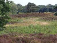 NL, Gelderland, Wijchen, Wijchensche Vennen 139, Saxifraga-Hans Boll