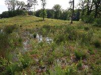 NL, Gelderland, Wijchen, Wijchensche Vennen 141, Saxifraga-Hans Boll