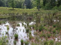 NL, Gelderland, Wijchen, Wijchensche Vennen 143, Saxifraga-Hans Boll