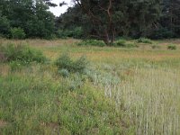 NL, Gelderland, Wijchen, Wijchensche Vennen 152, Saxifraga-Hans Boll