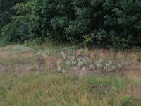 NL, Gelderland, Wijchen, Wijchensche Vennen 156, Saxifraga-Hans Boll