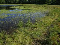 NL, Gelderland, Wijchen, Wijchensche Vennen 16, Saxifraga-Hans Boll