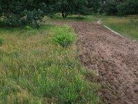 NL, Gelderland, Wijchen, Wijchensche Vennen 162, Saxifraga-Hans Boll