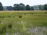 NL, Gelderland, Wijchen, Wijchensche Vennen 164, Saxifraga-Hans Boll