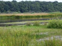 NL, Gelderland, Wijchen, Wijchensche Vennen 167, Saxifraga-Hans Boll