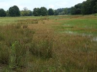 NL, Gelderland, Wijchen, Wijchensche Vennen 171, Saxifraga-Hans Boll