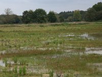 NL, Gelderland, Wijchen, Wijchensche Vennen 18, Saxifraga-Hans Boll