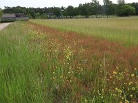 NL, Gelderland, Wijchen, Wijchensche Vennen 183, Saxifraga-Hans Boll