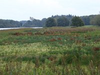 NL, Gelderland, Wijchen, Wijchensche Vennen 184, Saxifraga-Hans Boll