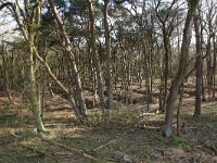 NL, Gelderland, Wijchen, Wijchensche Vennen 197, Saxifraga-Hans Boll