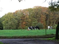 NL, Gelderland, Wijchen, Wijchensche Vennen 202, Saxifraga-Hans Boll