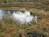 NL, Gelderland, Wijchen, Wijchensche Vennen 206, Saxifraga-Hans Boll