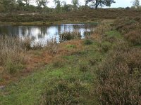 NL, Gelderland, Wijchen, Wijchensche Vennen 208, Saxifraga-Hans Boll