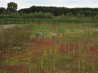 NL, Gelderland, Wijchen, Wijchensche Vennen 229, Saxifraga-Hans Boll