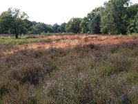 NL, Gelderland, Wijchen, Wijchensche Vennen 23, Saxifraga-Hans Boll