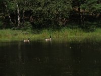 NL, Gelderland, Wijchen, Wijchensche Vennen 240, Saxifraga-Hans Boll