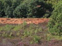 NL, Gelderland, Wijchen, Wijchensche Vennen 25, Saxifraga-Hans Boll