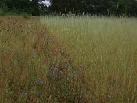 NL, Gelderland, Wijchen, Wijchensche Vennen 27, Saxifraga-Hans Boll