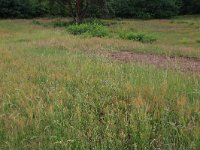 NL, Gelderland, Wijchen, Wijchensche Vennen 48, Saxifraga-Hans Boll