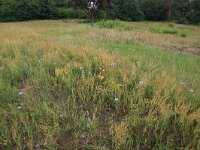 NL, Gelderland, Wijchen, Wijchensche Vennen 50, Saxifraga-Hans Boll